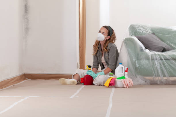 Reliable Commercial Mold Remediation contractor in Erie, CO by 24 Hour Mold Removal